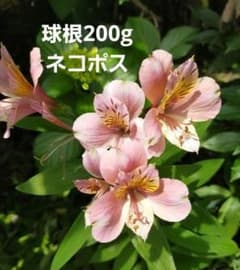 アルストロメリア　球根200g ピンクのサムネイル