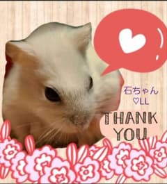 石ちゃん♡( ᴗ̤ .̮ ᴗ̤人) アリガトォ*•.❥*のサムネイル