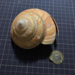 貝殻 標本 テラマチオキナエビス 蓋つき 2のサムネイル