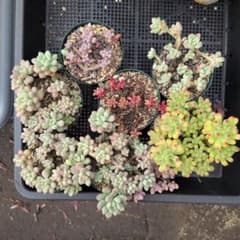 多肉植物 セットのサムネイル