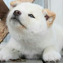 さやぴよ様専用のサムネイル