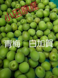 小田原産 青梅　白加賀　4kgのサムネイル