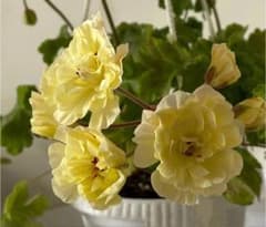 激レア超新品黄色ゼラニウム苗 激レア超新品黄色ゼラニウム苗 - メルカリ