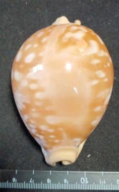 貝殻標本 オウサマダカラガイ - メルカリ