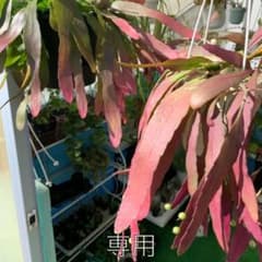リプサリス・ラムローサ　抜き苗のサムネイル