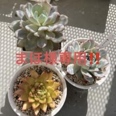 まほ様専用ページ‼️のサムネイル