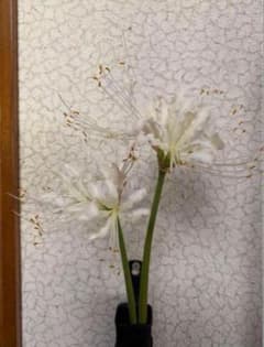 ④ 彼岸花　白　球根 ヒガンバナのサムネイル
