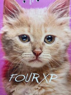 YONEX 4XP 21-22モデル 148cm とにかく猫 - メルカリ