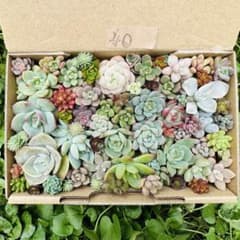 ✾おまかせカット苗　寄せ植えセット　多肉植物　ちまちま詰め合わせ　ゆうパケット ✾40ちまちま寄せ植え カット苗 多肉植物 寄せ植えセット 詰合せ ゆう