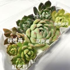 多肉植物　寄せ植えセット　3のサムネイル