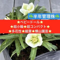 小*夏様 3448☘️花、タグ付☘️⭐️ベビードール⭐️超小輪⭐️超コンパクト⭐ 320☘️半年管理株☘️⭐️ベビードール⭐️超小輪⭐️超コンパクト
