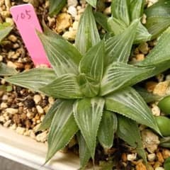 105 ハオルチア 多肉植物 抜き苗 ¥500 - メルカリ