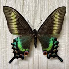蝶標本　美麗ミヤマカラスアゲハ春型♀青緑系　飼育品 蝶標本 極美麗ミヤマカラスアゲハ春型♂北海道産 飼育品 青紫系