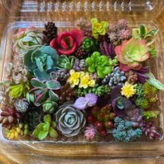 多肉植物 カット苗①のサムネイル