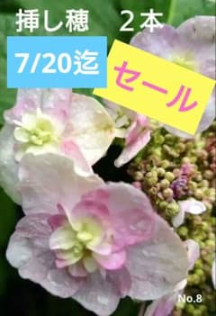 紫陽花 挿し穂 2本 専用箱でネコポス発送 No.8 - メルカリ