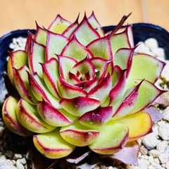 多肉植物❣️ファイヤーフライ❣️韓国苗育成 抜き苗 f61 - メルカリ