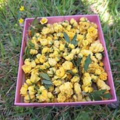ドライフラワー モッコウバラのサムネイル