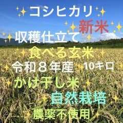 コシヒカリ 新米『食べる玄米』10㎏かけ干し米 自然栽培 農薬不使用