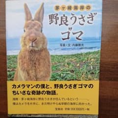 茅ケ崎海岸の野良うさぎゴマのサムネイル