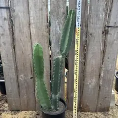 柱サボテン ドライガーデン サボテン 鬼面角 ロストラータ 地植え