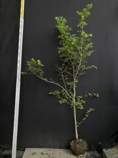 エゾヤマザクラ 素掘り苗 1 一桁値下げしますのでコメントください