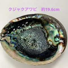 NO.58-84 クジャクアワビ(貝殻) 磨き　約19.6cm