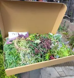 多肉植物セダム種類たくさんお任せカット苗増量（約700カット600g梱包込み）