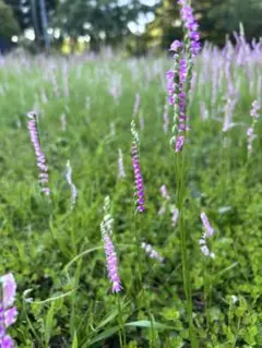 ねじ花／ねじり花　山野草　苗6,7本土つき１本増やしました♪あと2日で終わりのサムネイル