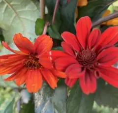 myーmamma様 リクエスト 2点 まとめ商品