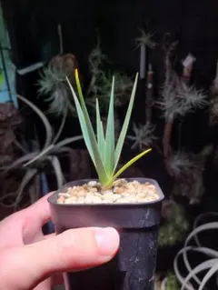 2025年最新】ドラセナ シナバリの人気アイテム - メルカリ