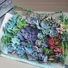 多肉植物カット苗詰め合わせセット