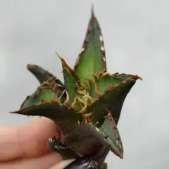 2026年最新】アガベ麻花龍の人気アイテム - メルカリ