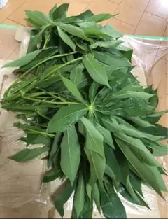 1苗98円★100本、キャッサバ＝芽出し苗◆植付適期です◆至福美味ゴールデン種 1☆100本、キャッサバ＝芽出し苗◇植付適期です◇至福美味ゴールデン