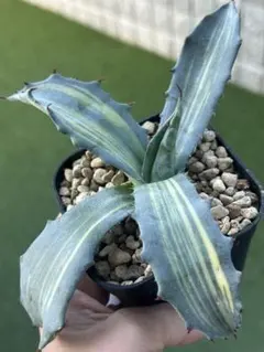 2026年最新】フェロックス 錦 アガベの人気アイテム - メルカリ