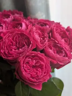 2026年最新】一期一会バラ苗の人気アイテム - メルカリ