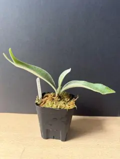 2026年最新】p.veitchii auburn riverの人気アイテム - メルカリ