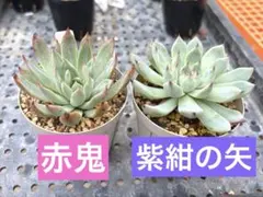 2026年最新】おらいさん苗の人気アイテム - メルカリ