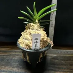 富貴蘭 ・岬の蝶・ルビー根 - メルカリ