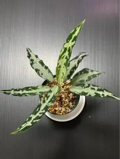 2025年最新】氷肌玉骨の人気アイテム - メルカリ