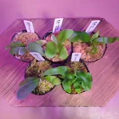 2026年最新】ginka ビカクシダの人気アイテム - メルカリ