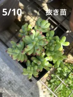 乙女心×nayaritensis 多肉植物抜き苗うに - メルカリ