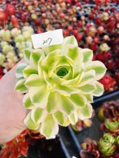 は*！様 207 マイバッハ 多肉植物 アエオニウム 抜き苗