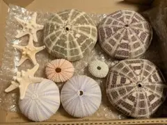 ウニの殻 貝殻 紫ウーチン ヒトデ 処分品 コンパクト便 1