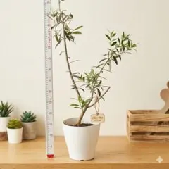 オリーブの木　ホワイト　5号　約45cm　NO.1002　希少品種　現品掲載 オリーブの木 ホワイト 5号 約45cm NO.1002 希少品種 現品掲載 - メルカリ