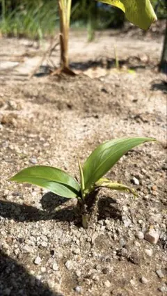 2025年最新】ピンクバナナ 苗の人気アイテム - メルカリ