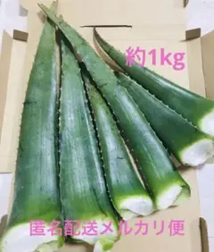 新鮮食用　美味しいアロエベラ　約1kgのサムネイル