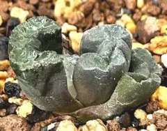 2025年最新】玉扇 ハオルチアの人気アイテム - メルカリ