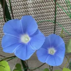 原坊の朝顔の種 30粒　青色のサムネイル