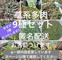 Cセット　草系多肉　9種➕おまけ2種