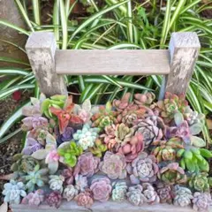 多肉植物　カット苗セット　1